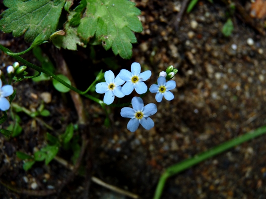 {Myosotis scorpioides}